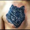 Black and Grey Wolf